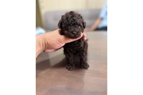 成約済の静岡県のタイニープードル-351968の8枚目