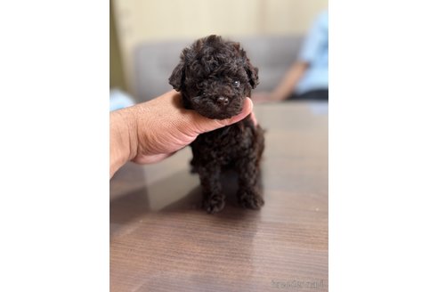 成約済の静岡県のタイニープードル-351968の9枚目