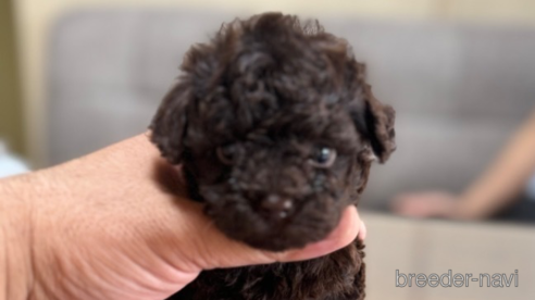 成約済の静岡県のタイニープードル-351968の6枚目