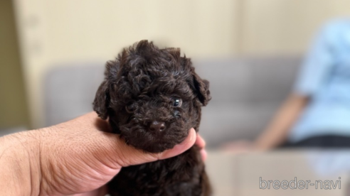 成約済の静岡県のタイニープードル-351968の5枚目