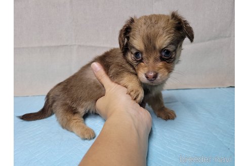 成約済の神奈川県のチワックス:チワワ×ミニチュアダックスフンド-351969の1枚目