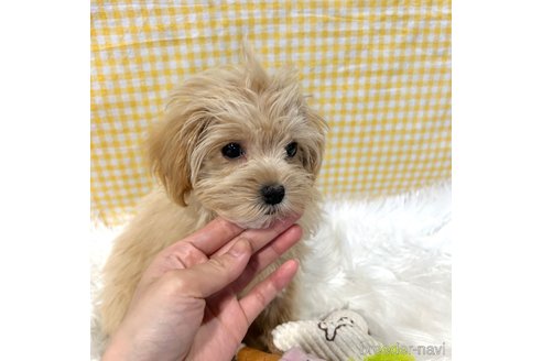 成約済の栃木県のマルプー:マルチーズ×トイプードル-345788の3枚目