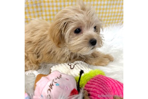 成約済の栃木県のマルプー:マルチーズ×トイプードル-345788の4枚目