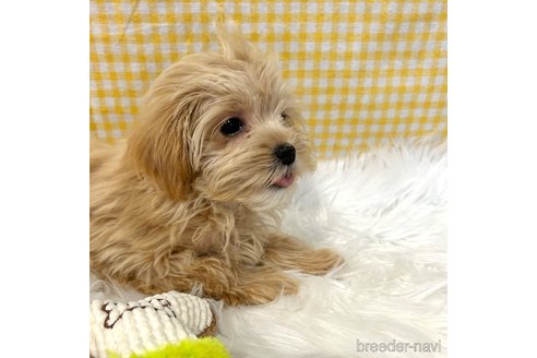成約済の栃木県のマルプー:マルチーズ×トイプードル-345788の6枚目