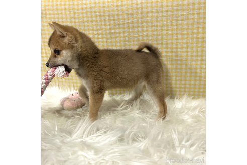 成約済の栃木県の柴犬-343879の15枚目