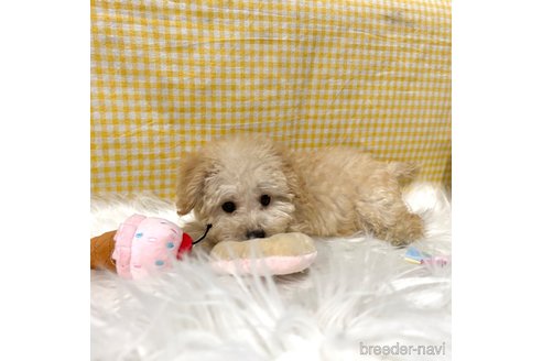 成約済の栃木県のマルプー:マルチーズ×トイプードル-343755の6枚目