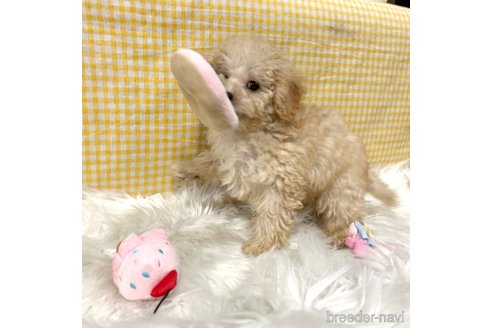 成約済の栃木県のマルプー:マルチーズ×トイプードル-343755の5枚目