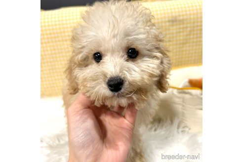 成約済の栃木県のマルプー:マルチーズ×トイプードル-343755の1枚目