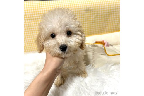 成約済の栃木県のマルプー:マルチーズ×トイプードル-343755の3枚目