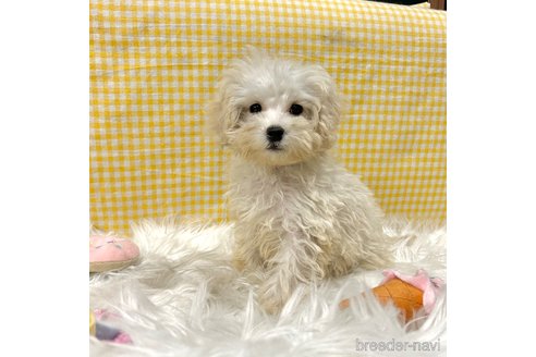 成約済の栃木県のマルプー:マルチーズ×トイプードル-343754の31枚目