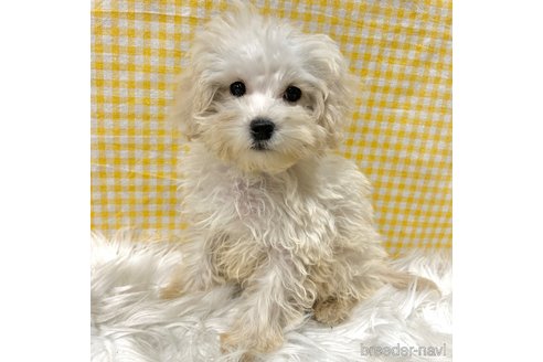 成約済の栃木県のマルプー:マルチーズ×トイプードル-343754の30枚目