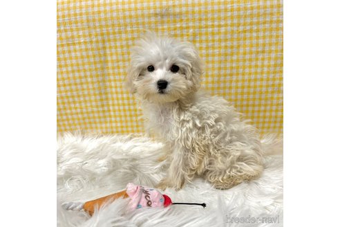 成約済の栃木県のマルプー:マルチーズ×トイプードル-343754の28枚目