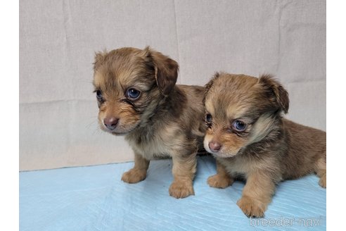 成約済の神奈川県のチワックス:チワワ×ミニチュアダックスフンド-351969の4枚目
