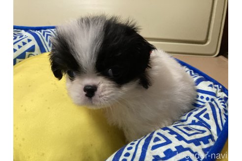 成約済の静岡県の狆 (チン)-346437の3枚目