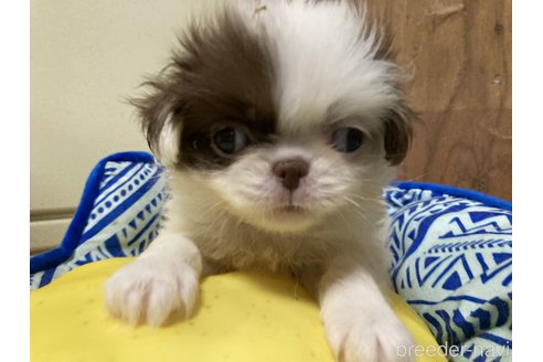 海贼王1095话：赤犬根本不怕五老星，毕竟从果实上看赤犬更胜一筹