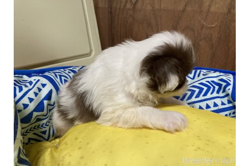 成約済の静岡県の狆 (チン)-346440の5枚目