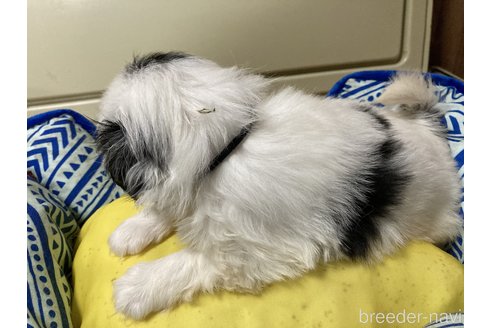 成約済の静岡県の狆 (チン)-346429の2枚目