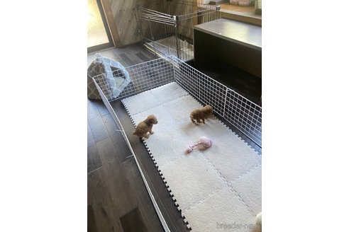 成約済の鹿児島県のタイニープードル-350119の2枚目