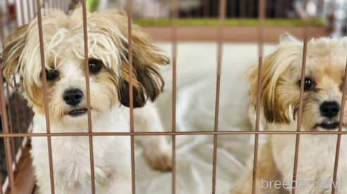 成約済の宮城県のミックス犬-321140の2枚目