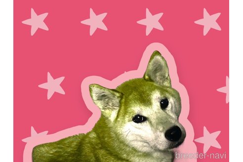 とりいちゃん1枚目