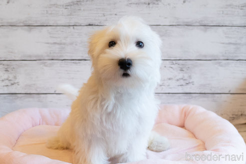 成約済の北海道のミックス犬-339087の4枚目