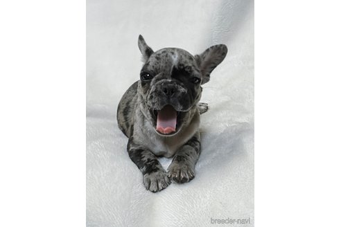 成約済の山口県のフレンチブルドッグ-345734の8枚目