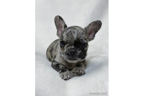 成約済の山口県のフレンチブルドッグ-345734の7枚目