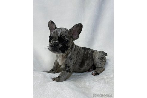 成約済の山口県のフレンチブルドッグ-345734の1枚目