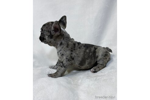 成約済の山口県のフレンチブルドッグ-345734の10枚目