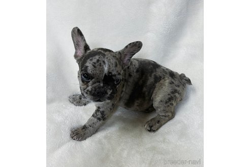 成約済の山口県のフレンチブルドッグ-345734の9枚目