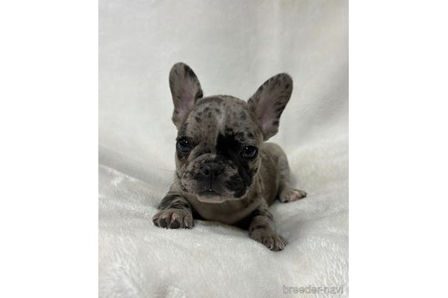 成約済の山口県のフレンチブルドッグ-345734の5枚目