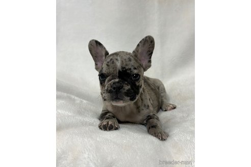 成約済の山口県のフレンチブルドッグ-345734の3枚目