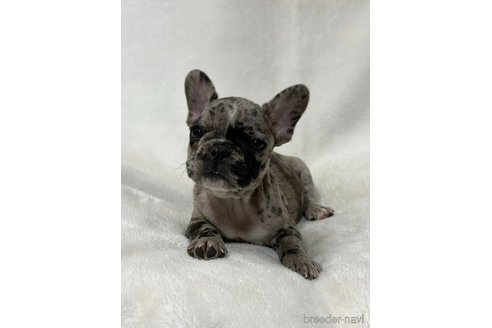 成約済の山口県のフレンチブルドッグ-345734の6枚目