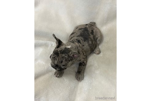 成約済の山口県のフレンチブルドッグ-345734の2枚目