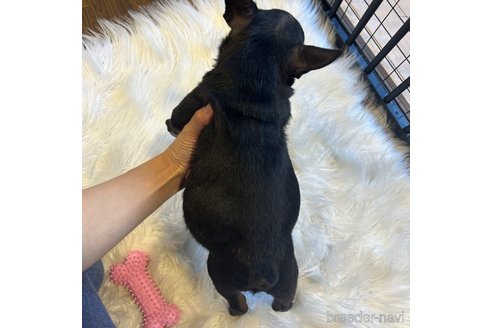成約済の栃木県のフレンチブルドッグ-343759の4枚目