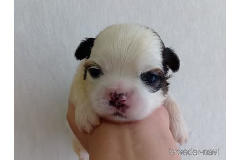 成約済の長崎県のミックス犬-352023