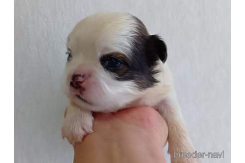 成約済の長崎県のミックス犬-352023の3枚目