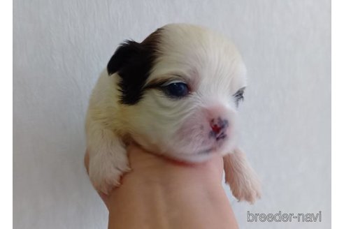 成約済の長崎県のミックス犬-352023の4枚目