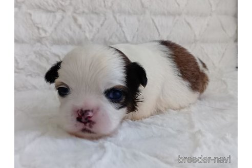 成約済の長崎県のミックス犬-352023の5枚目