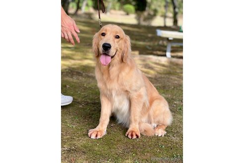 ハニーちゃん1枚目