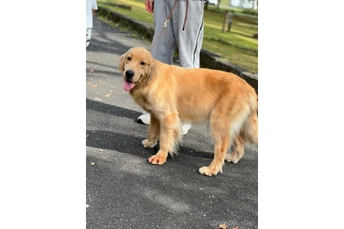 ハニーちゃん1枚目