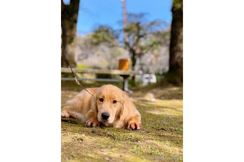 ハニーちゃん1枚目