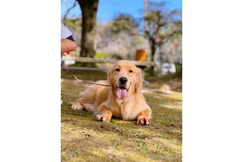 ハニーちゃん1枚目