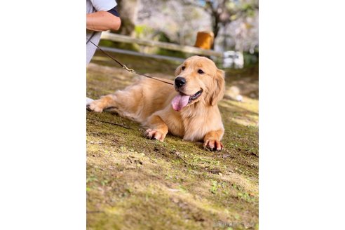 ハニーちゃん1枚目