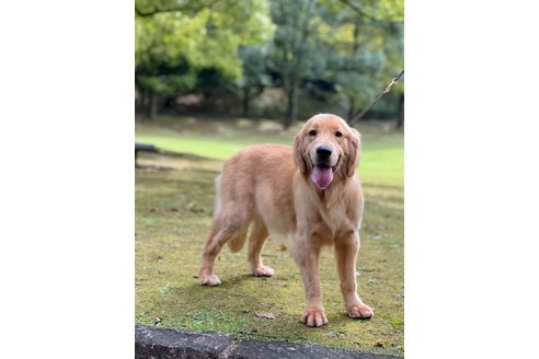 ハニーちゃん1枚目