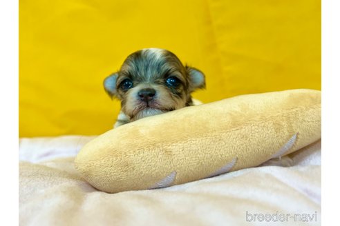 成約済の茨城県のチワマル:チワワ×マルチーズ-352044の7枚目