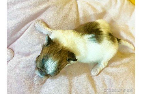 成約済の茨城県のチワマル:チワワ×マルチーズ-352044の8枚目