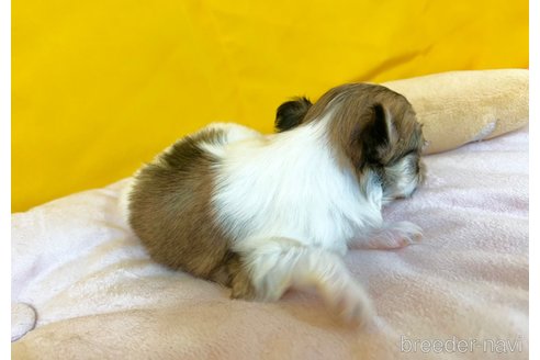 成約済の茨城県のチワマル:チワワ×マルチーズ-352044の9枚目