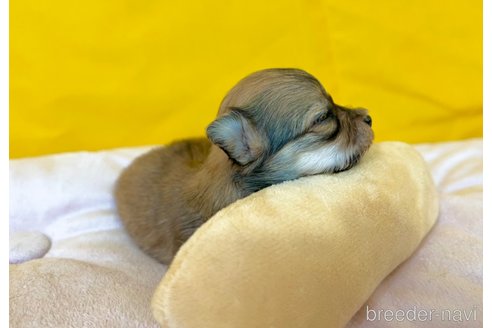 成約済の茨城県のチワマル:チワワ×マルチーズ-352046の10枚目