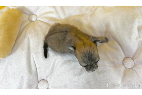 成約済の茨城県のチワマル:チワワ×マルチーズ-352046の3枚目